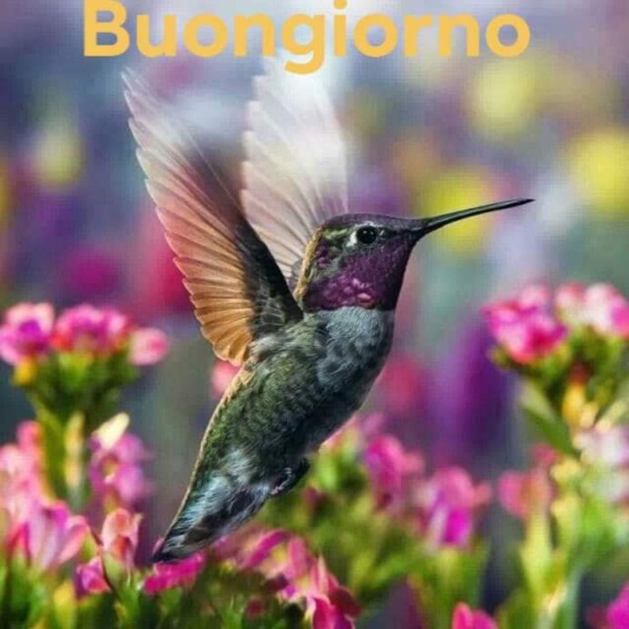 Бенджаминов Колибри