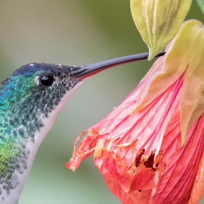 Экзотические птицы Колибри