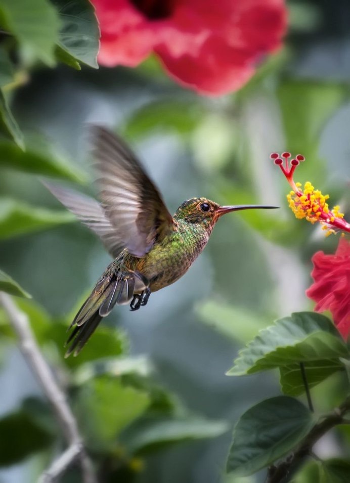 Краснозобая Колибри