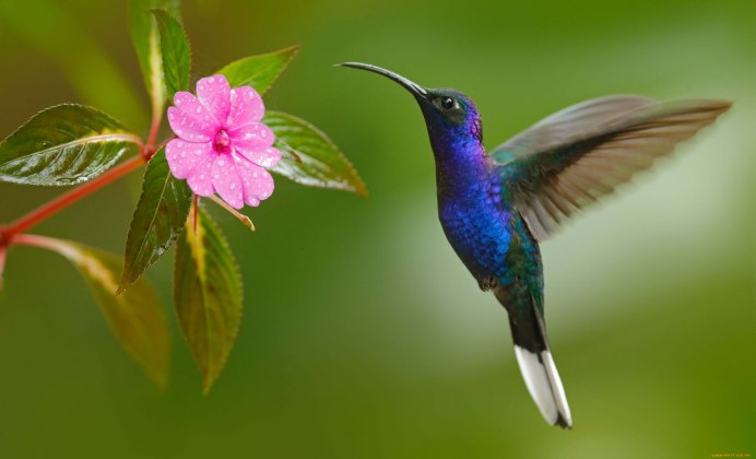 Венценосные Колибри