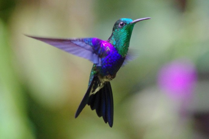 Птичка Колибри