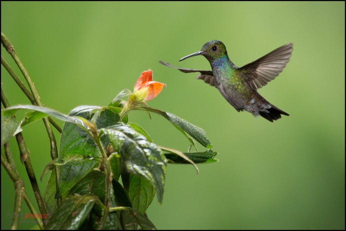 Краснохвостый Колибри