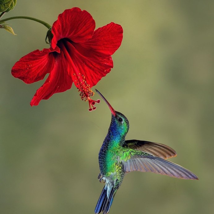 Огненосный Колибри
