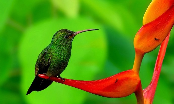 Колибри оранжевая