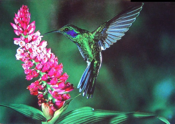 Колибри пурпурный саблекрыл