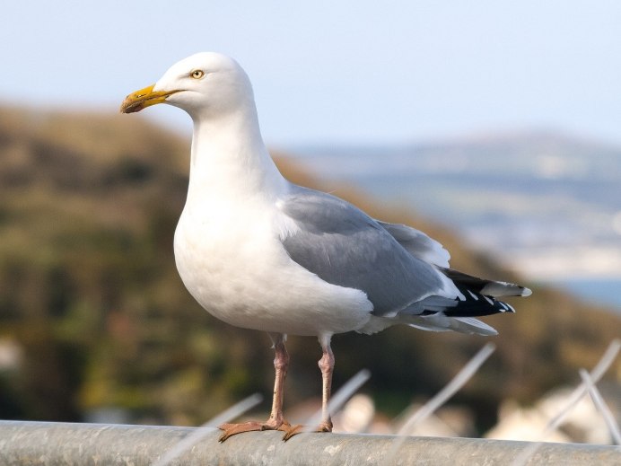 Larus canus