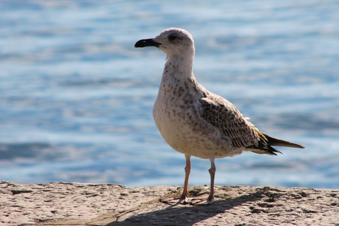 Серебристая Чайка Larus argentatus
