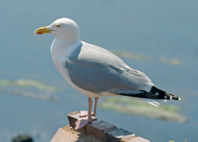 Larus smithsonianus