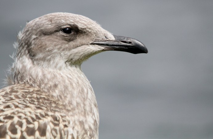 Larus minutus