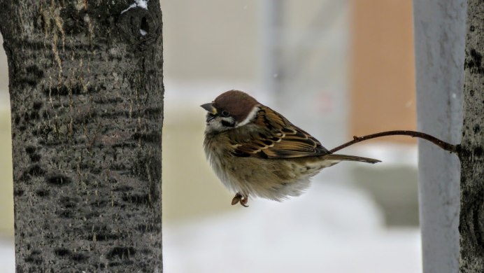 Синичка хищник