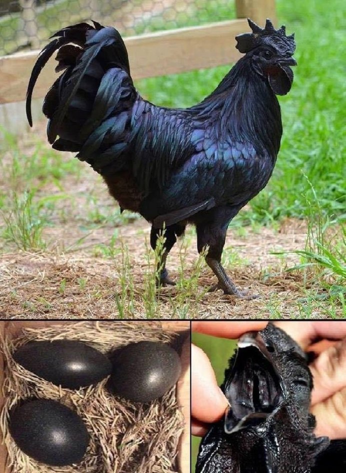 Черный петух Аям Цемани