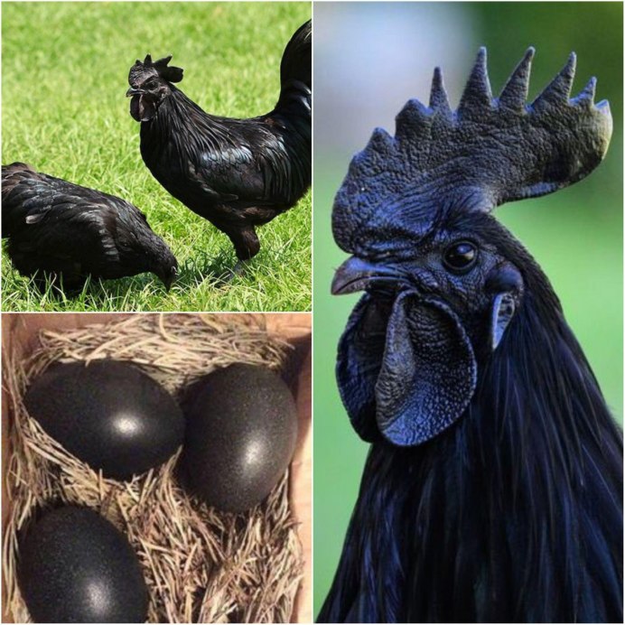Айям Семани