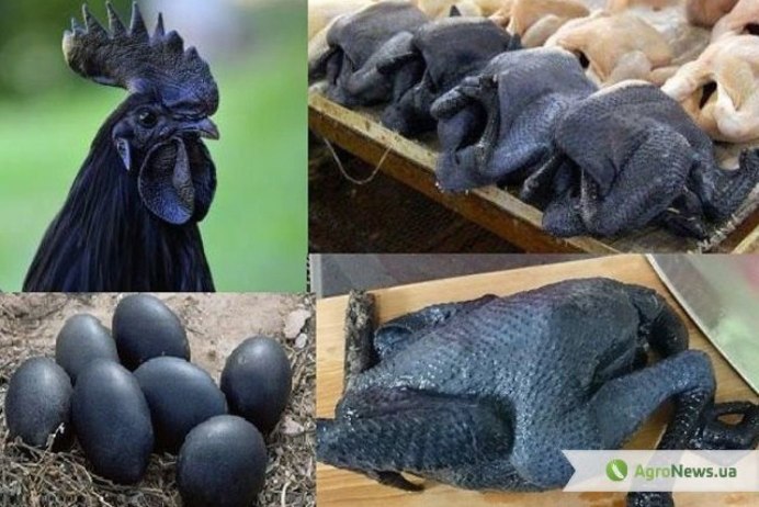 Куры породы Аям Цемани