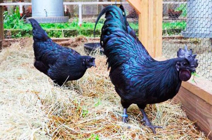 Аям чемани ayam Cemani или чёрный петух