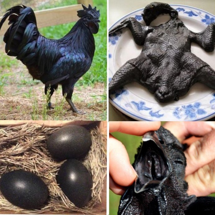 Аям Цемани куры