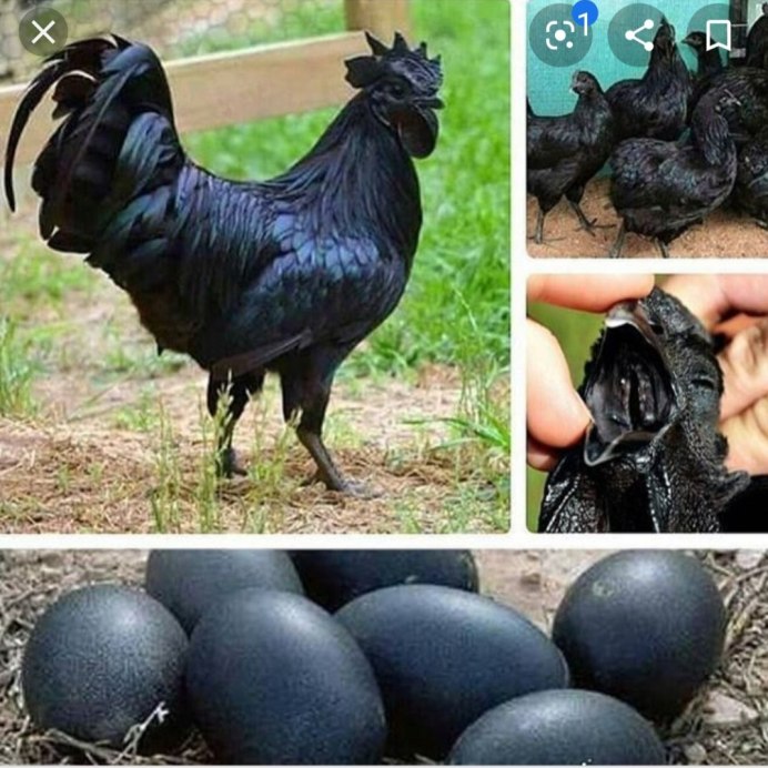 Аям Цемани Мем