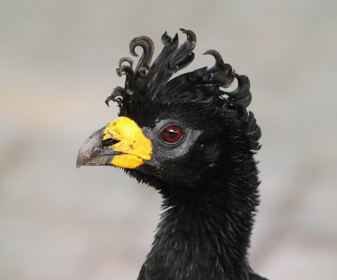 Wattled Curassow