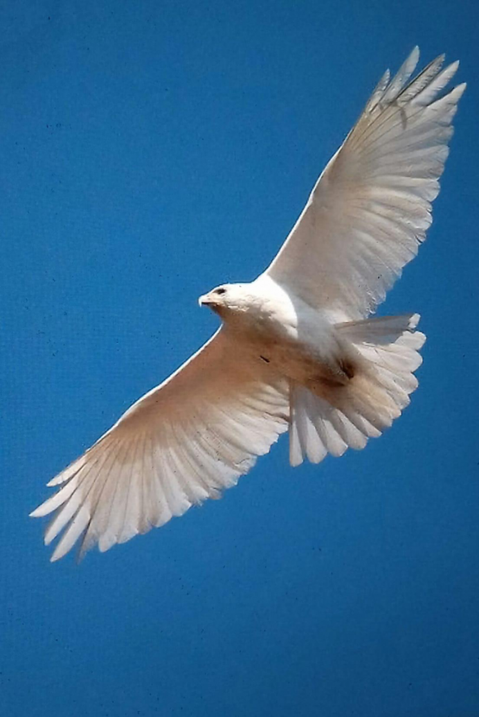 Haliaeetus leucocephalus Flight
