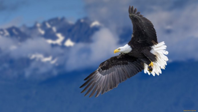 Орел National Geographic