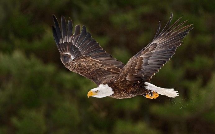 Лилия bald Eagle
