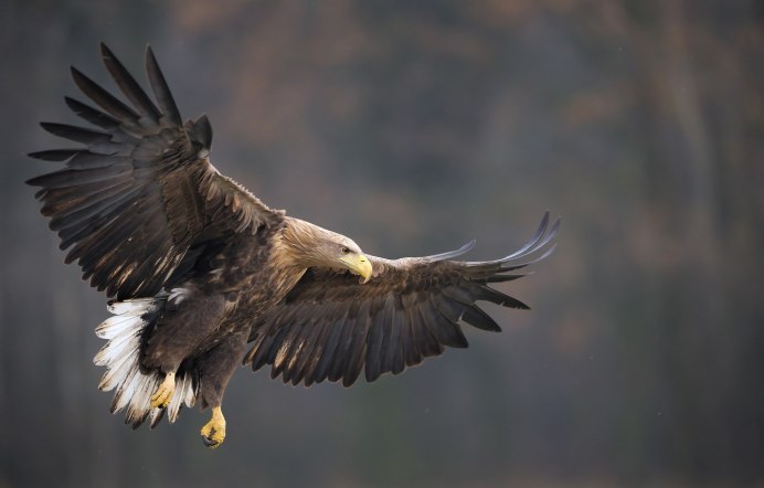 Агрессив Flight Eagle