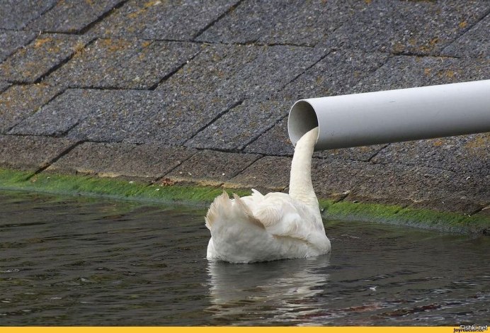 Белый лебедь прикол