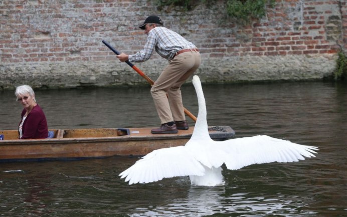 Костюм лебедя на мужчину