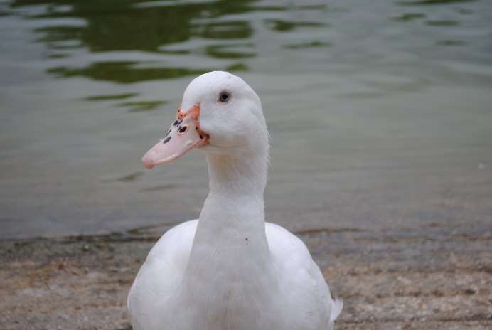 Самка лебедя