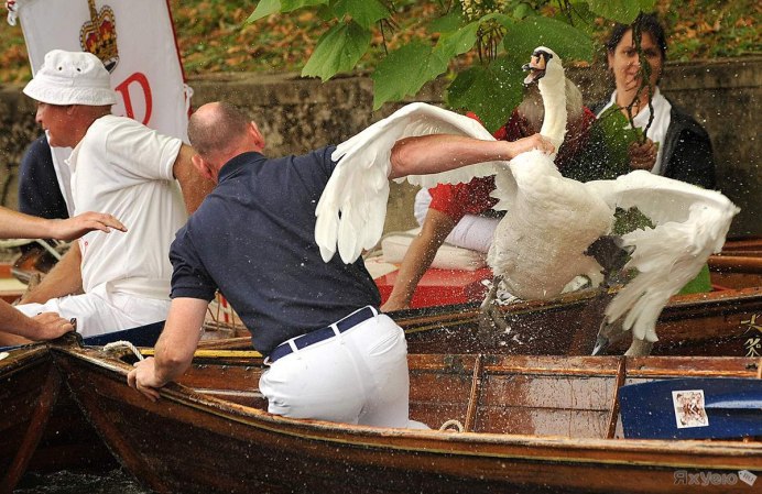 Пьяный лебедь