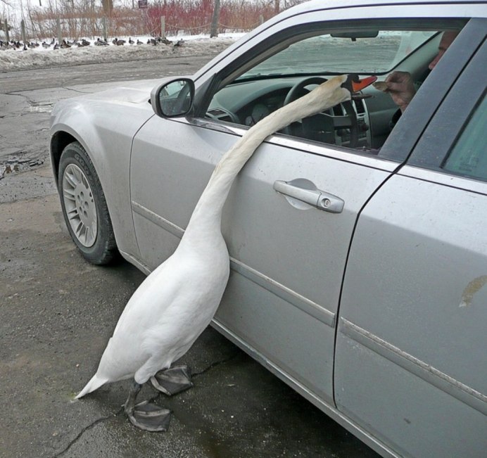 Лебеденок и утенок