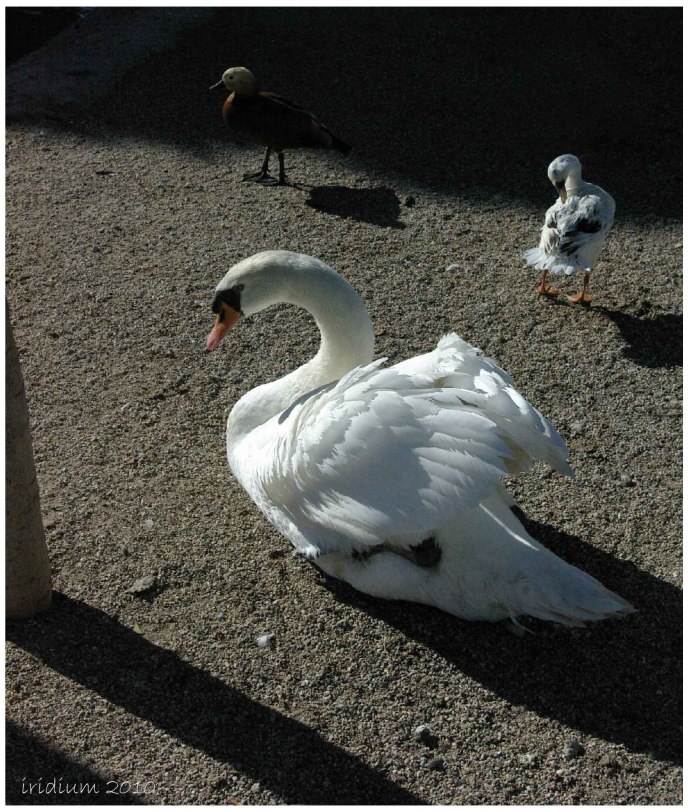 Лебедь прикол