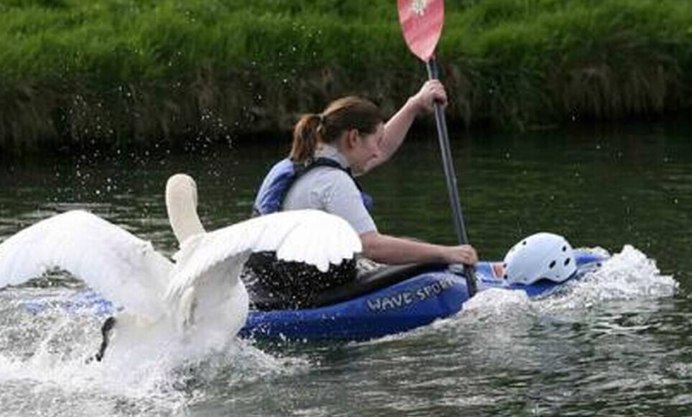 Лебедь шипун с птенцами