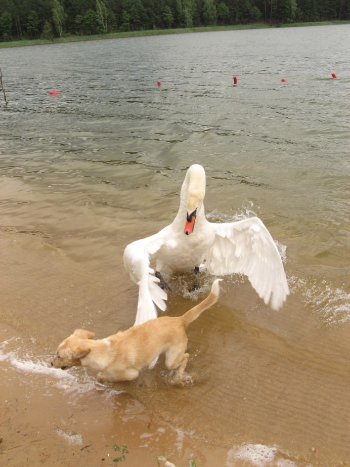 Лебедь шипун Детеныши