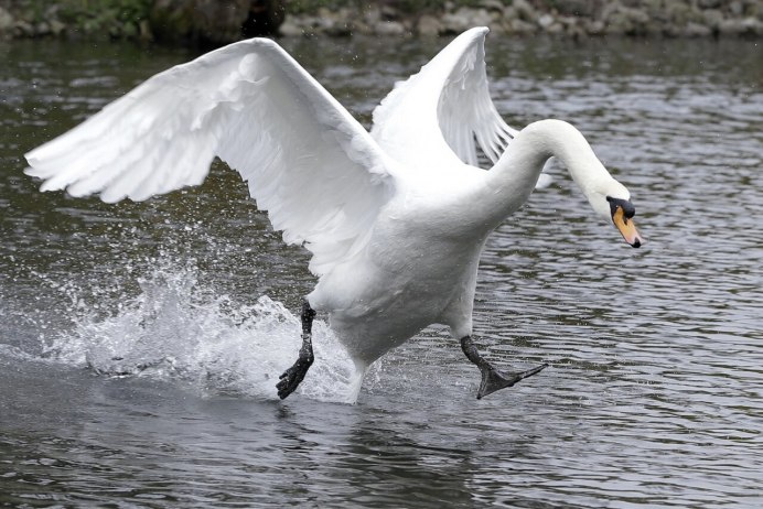 Гусь с руками