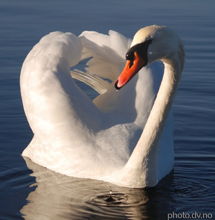 УГАРНЫЙ лебедь