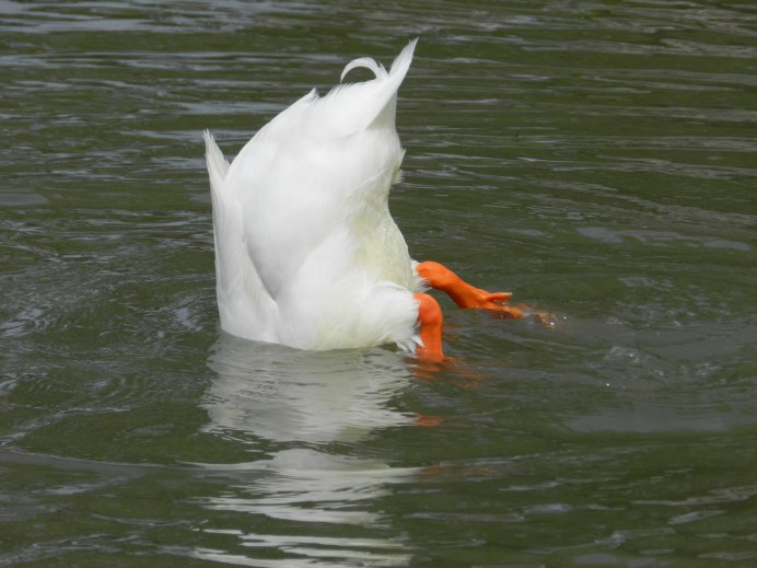 Лебедь шипун с птенцами