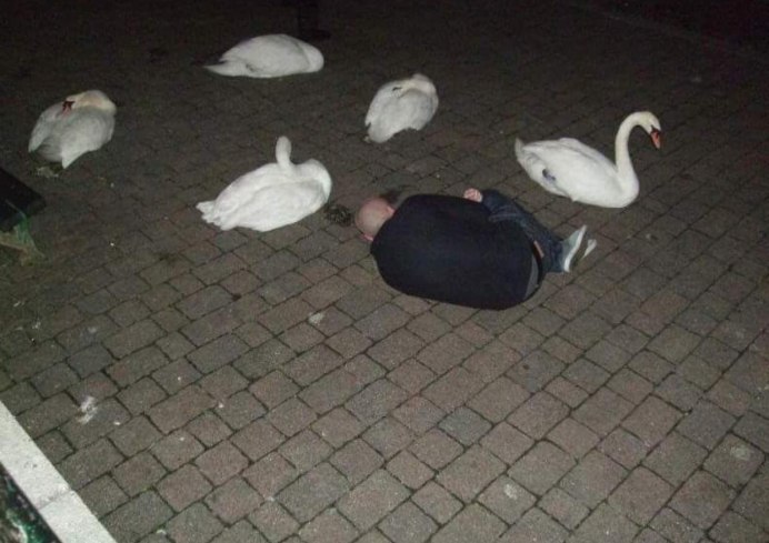 Лебедь прикол