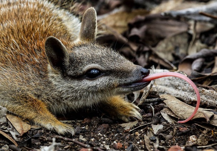 Female Numbat