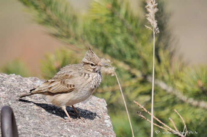 Гнездо хохлатого жаворонка