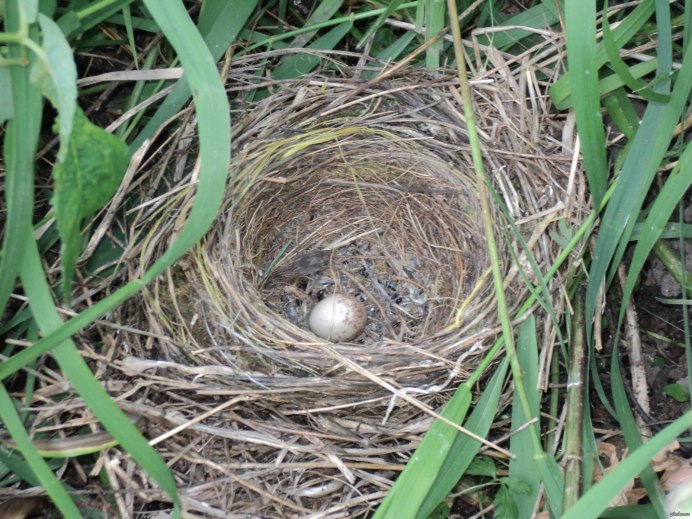 Птенец каменки Каменка