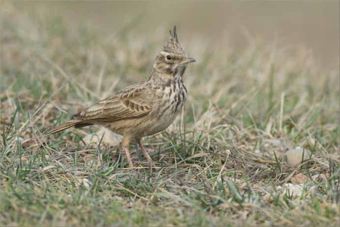 Жаворонковые гнездо