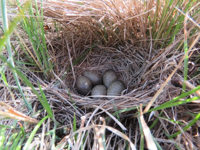 Вылупившиеся птенцы Дятлов