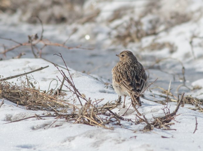 Гнездо жаворонка на земле