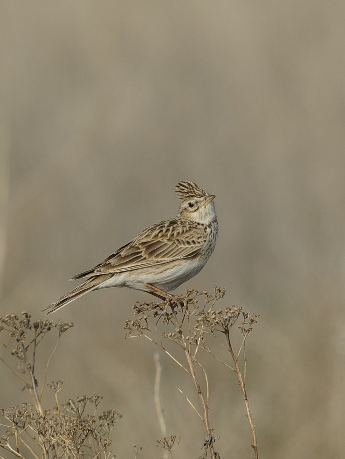 Черноголовый щегол гнездо яйца