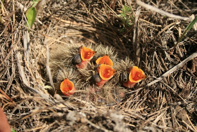 Голубые птичьи яйца