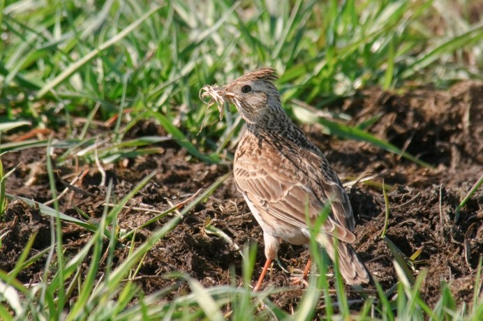 Полевой Жаворонок птенец