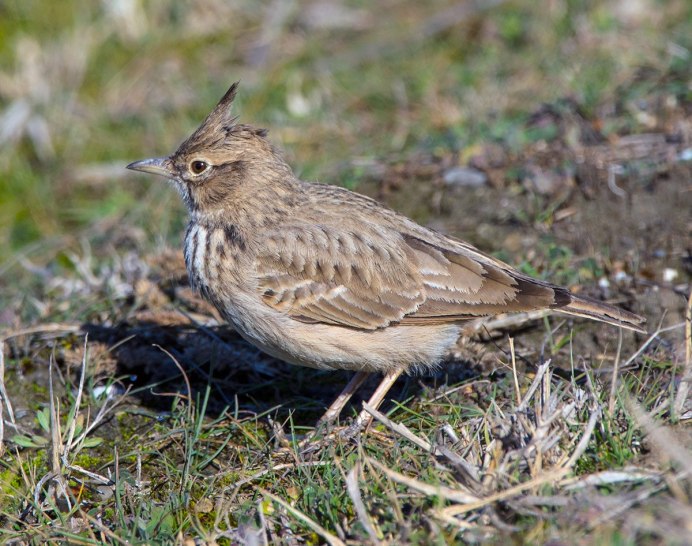 Жаворонок без хохолка