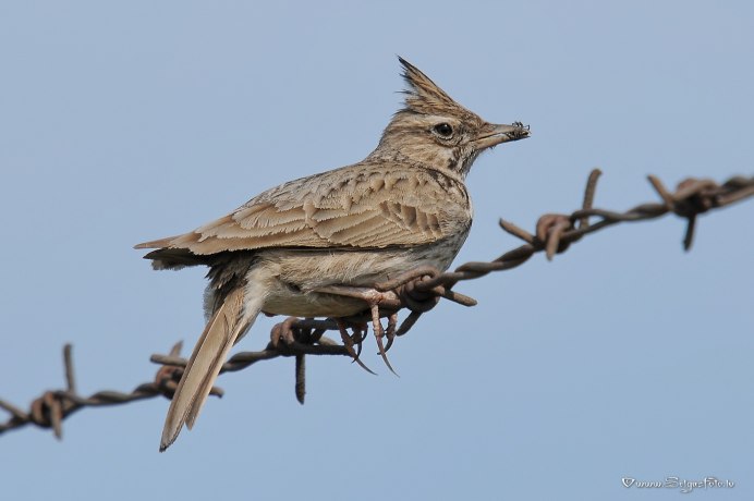 Птичье гнездо в траве