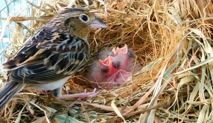 Птенец слеток жаворонка