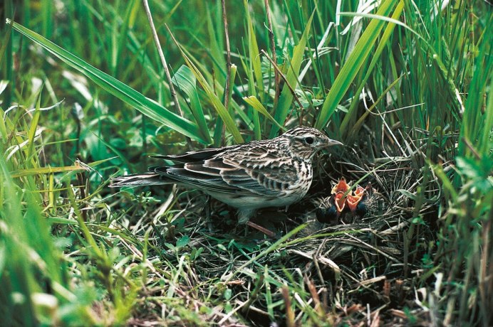 Сорочье гнездо